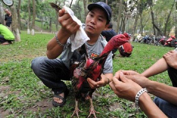 Bí quyết vào nước cho gà chọi học lỏm từ các chuyên gia số 1